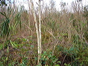 dsc00531